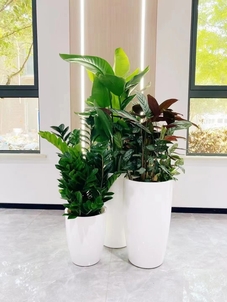 宁波海曙绿植出租，优质服务等你来享！